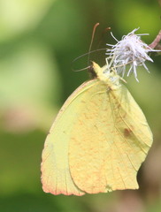 Abaeis salome jamapa