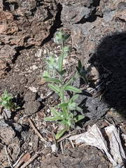 Cryptantha torreyana