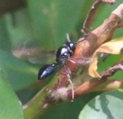 Vespidae