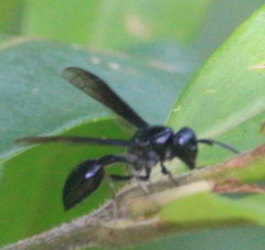 Vespidae