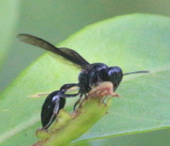 Vespidae