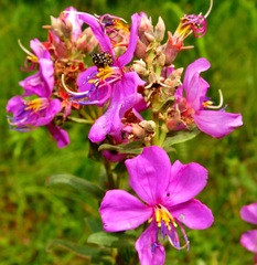 Pseudocreobotra wahlbergi