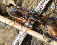 Scolopostethus thomsoni