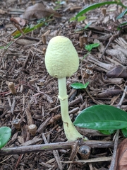 Leucocoprinus birnbaumii image