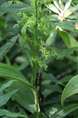 Veratrum viride viride