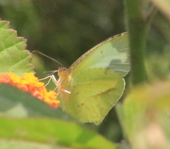 Abaeis mexicana