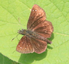 Piruna brunnea