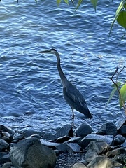 Ardea herodias