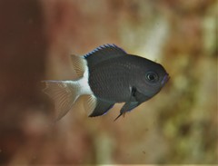 Pycnochromis margaritifer