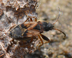 Scolopostethus thomsoni