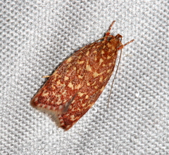 Syringoseca rhodoxantha