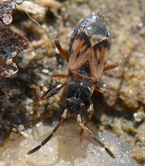 Scolopostethus thomsoni