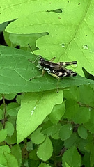 Melanoplus viridipes