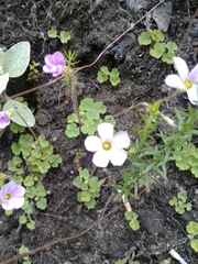 Oxalis imbricata