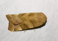 Noctua fimbriata