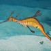 Weedy Seadragon - Photo (c) John Sear, some rights reserved (CC BY-NC), uploaded by John Sear