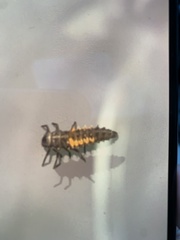 Harmonia axyridis