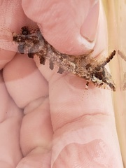 Paraclinus marmoratus