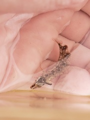 Paraclinus marmoratus