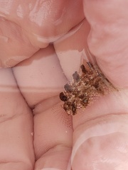 Paraclinus marmoratus