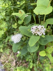 Spiraea stevenii