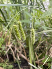 Carex pseudocyperus