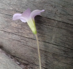 Oxalis imbricata