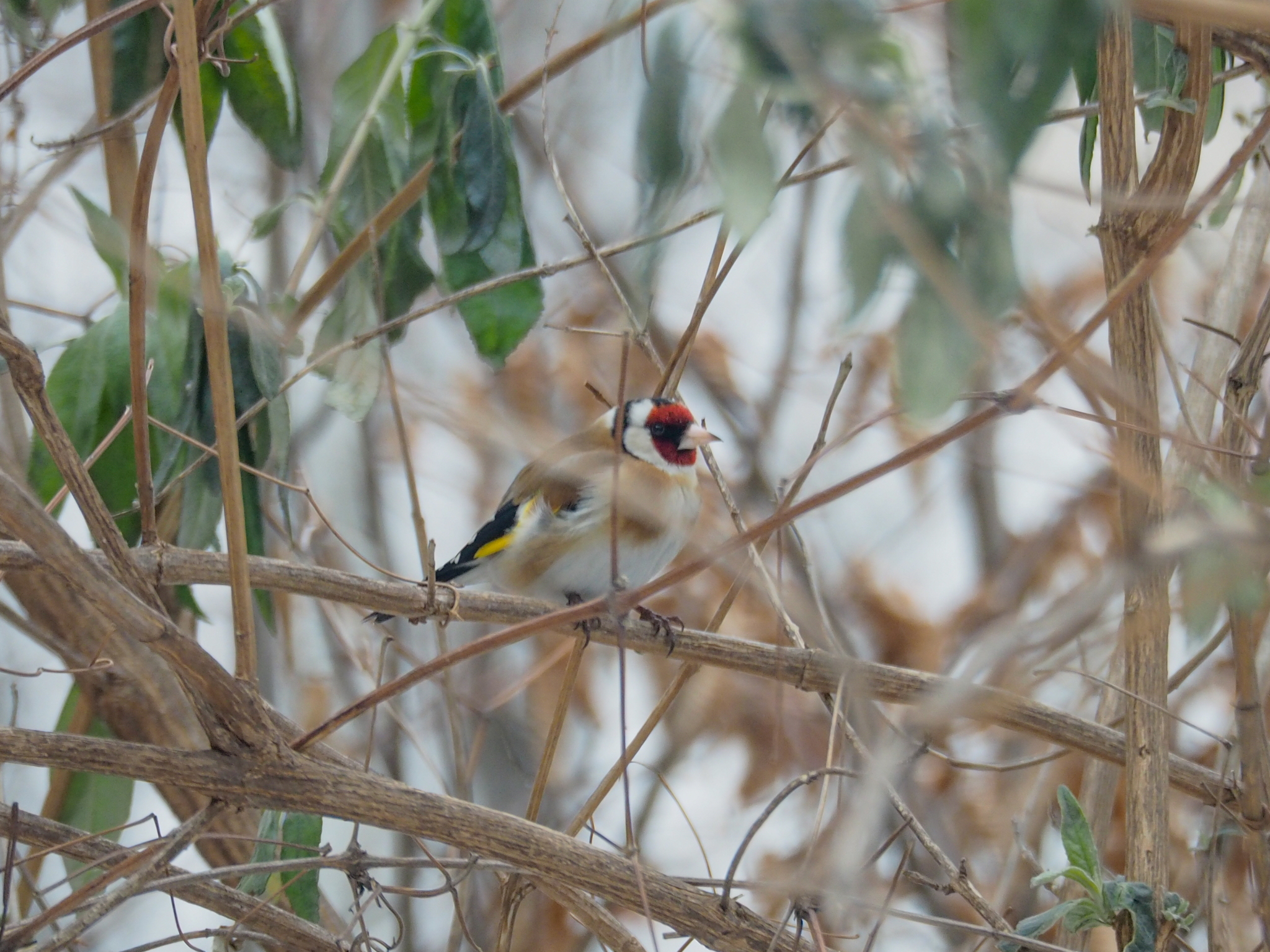 European Goldfinch
