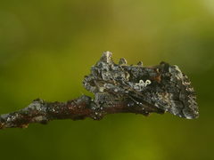 Syngrapha octoscripta