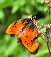 Acraea natalica