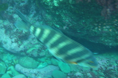 Chirodactylus spectabilis