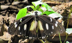 Papilio dardanus cenea