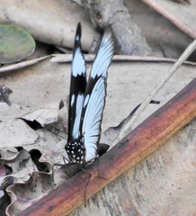 Hypolimnas anthedon wahlbergi