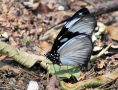 Hypolimnas anthedon wahlbergi