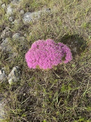 Zeltnera beyrichii