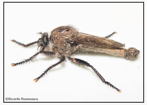 Cratopoda