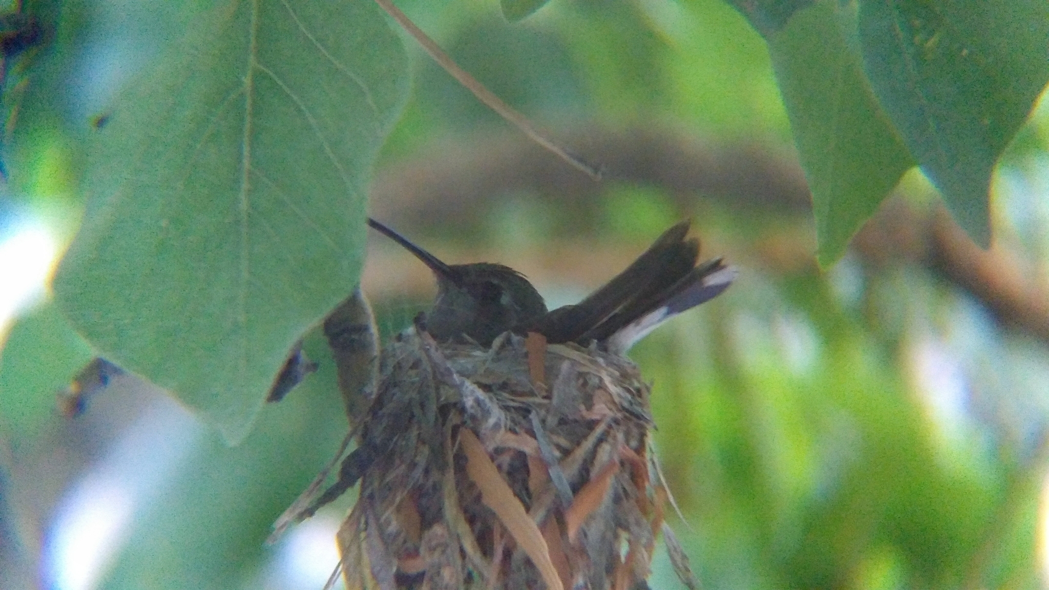 Broad-billed Hummingbird (Cynanthus latirostris)