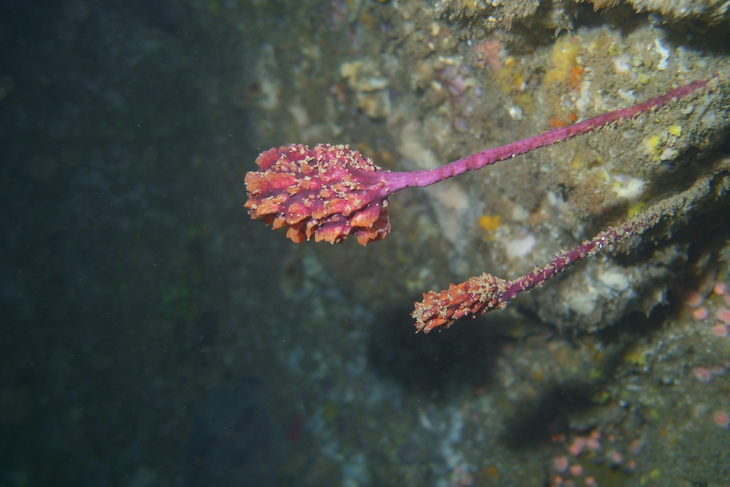 Sea Tulip