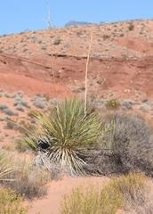 Yucca utahensis