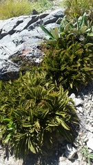 Aciphylla monroi