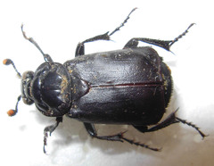 Nicrophorus nigrita
