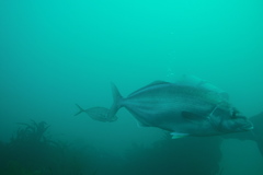 Latridopsis ciliaris