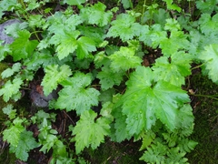 Heuchera glabra