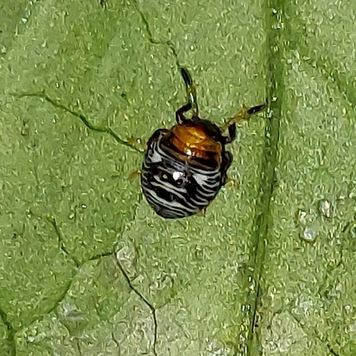 Green stink bug