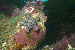Pentagonaster pulchellus