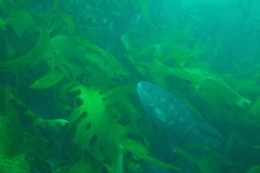 Odax pullus