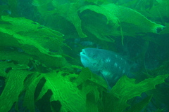 Odax pullus
