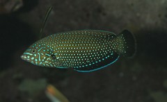 Anampses caeruleopunctatus