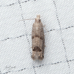 Pelochrista costastriata