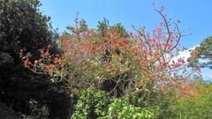 Erythrina latissima